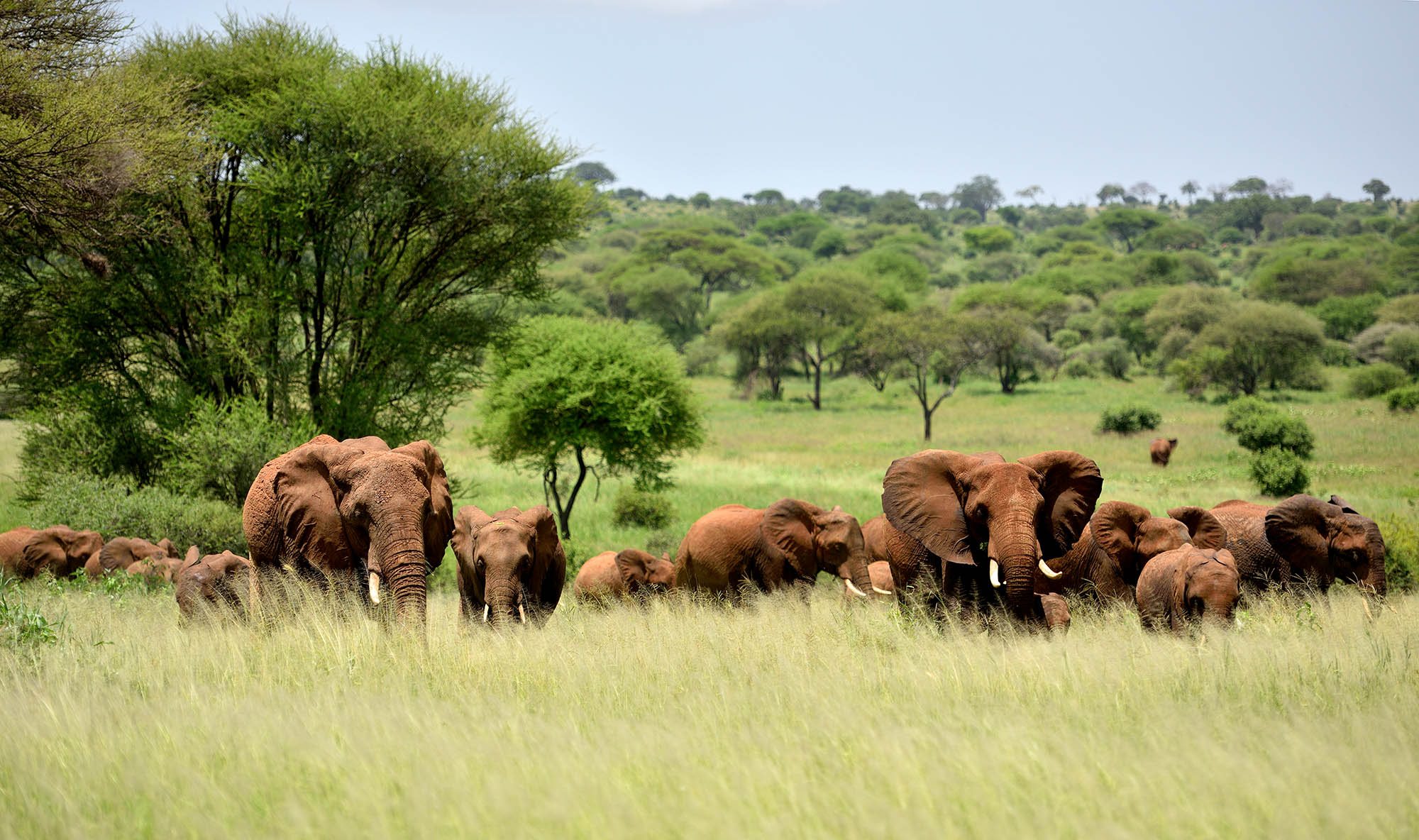 Oplev elefanter og andre medlemmer af "The Big Five" i Serengeti