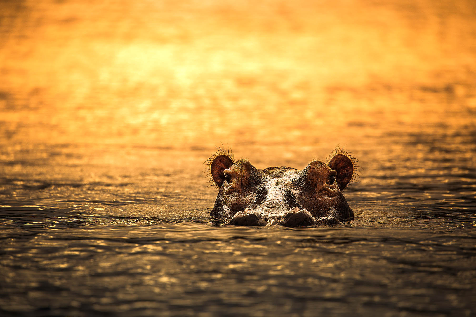 En flodhest i den gyldne aftensol i Nyerere National Park.