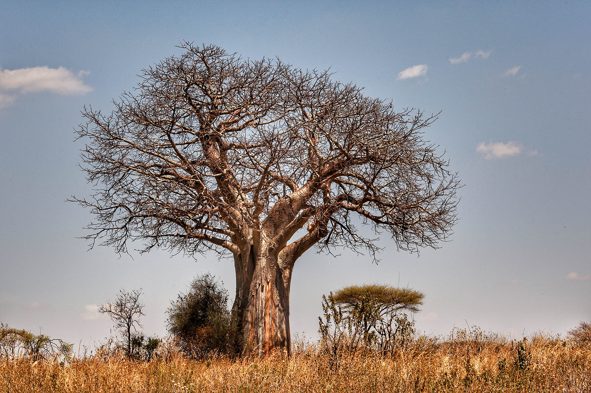 Se de specielle baobabtræer, også kaldet "upside down tree".