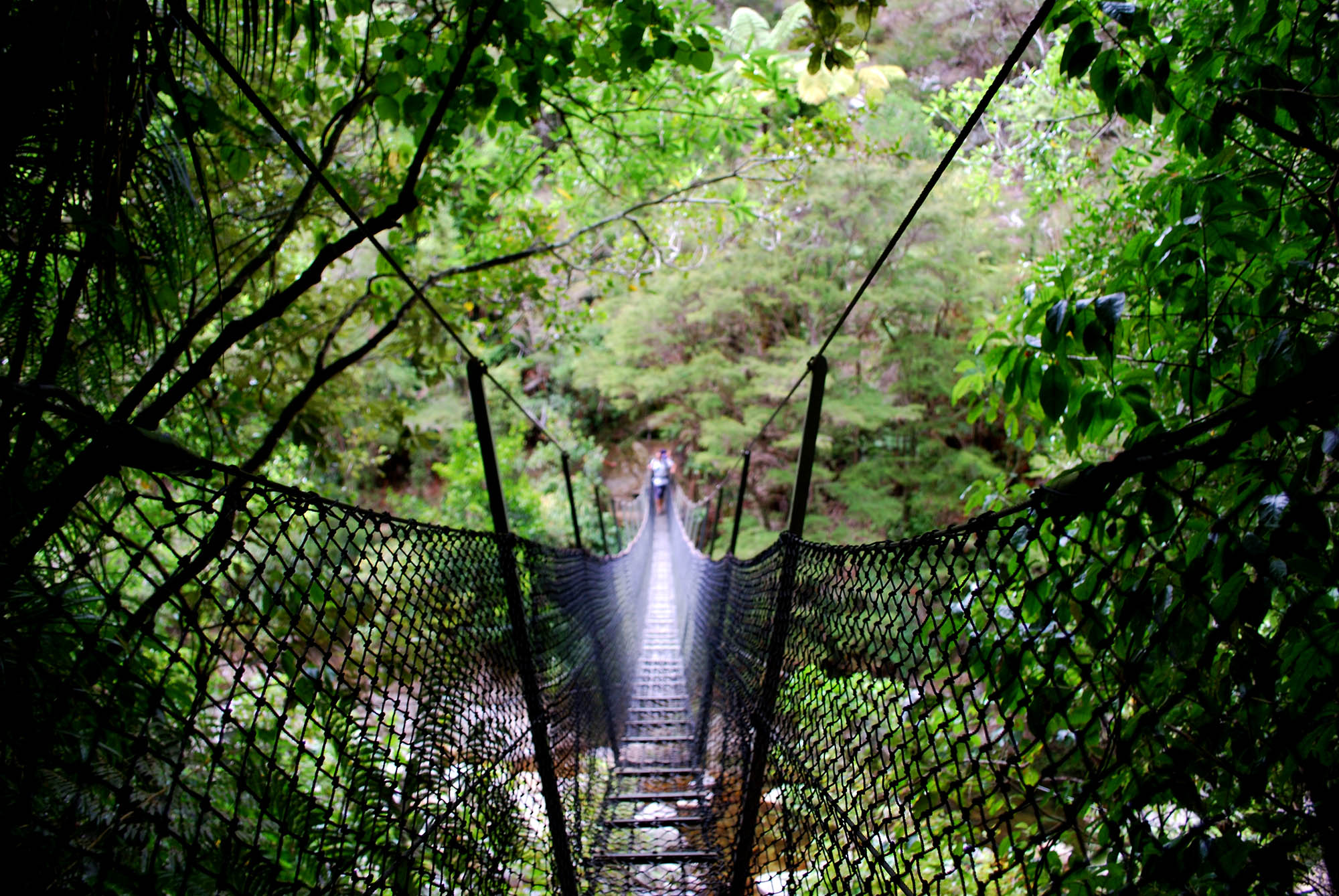 Kryds den kendte hængebro ved Falls River i Abel Tasman National Park