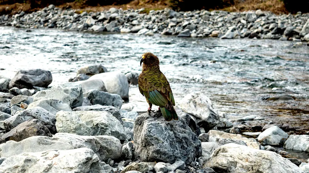 Kea, Arthur's Pass National Park