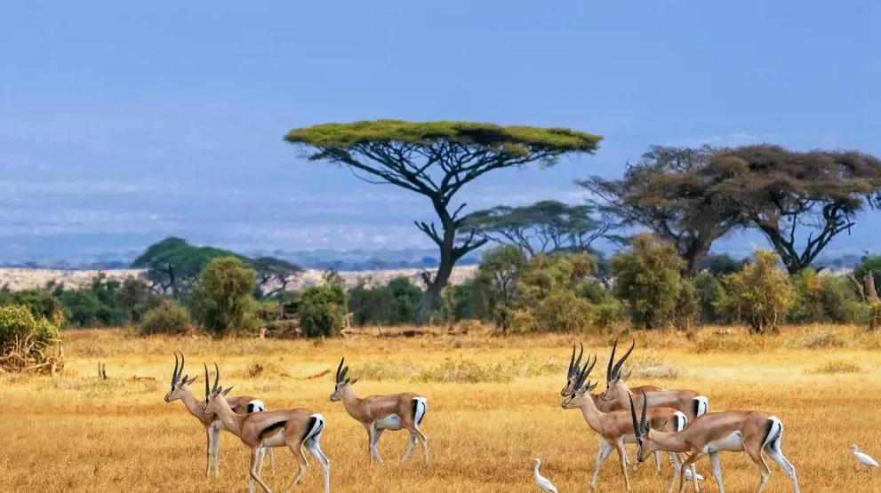 Gazeller på savannen spottet på et game drive i Amboseli National Park.