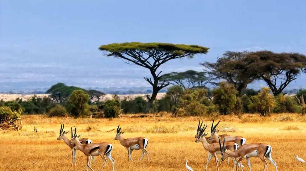 Kom på fantastisk safari på den afrikanske savanne og se gazellerne græsse