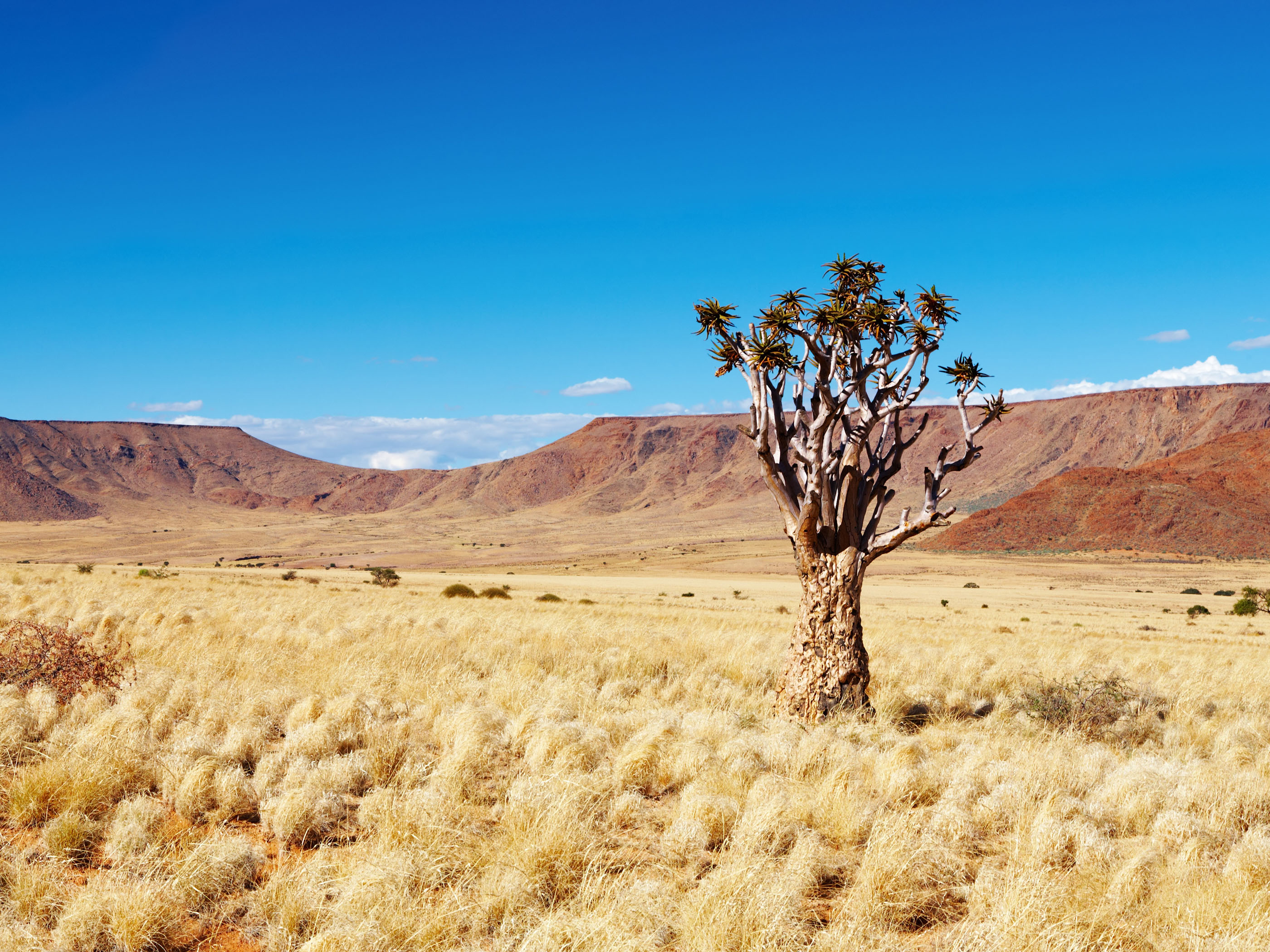 Kalahari-ørkenen breder sig med sine smukke, tørre og afsvedne landskaber.