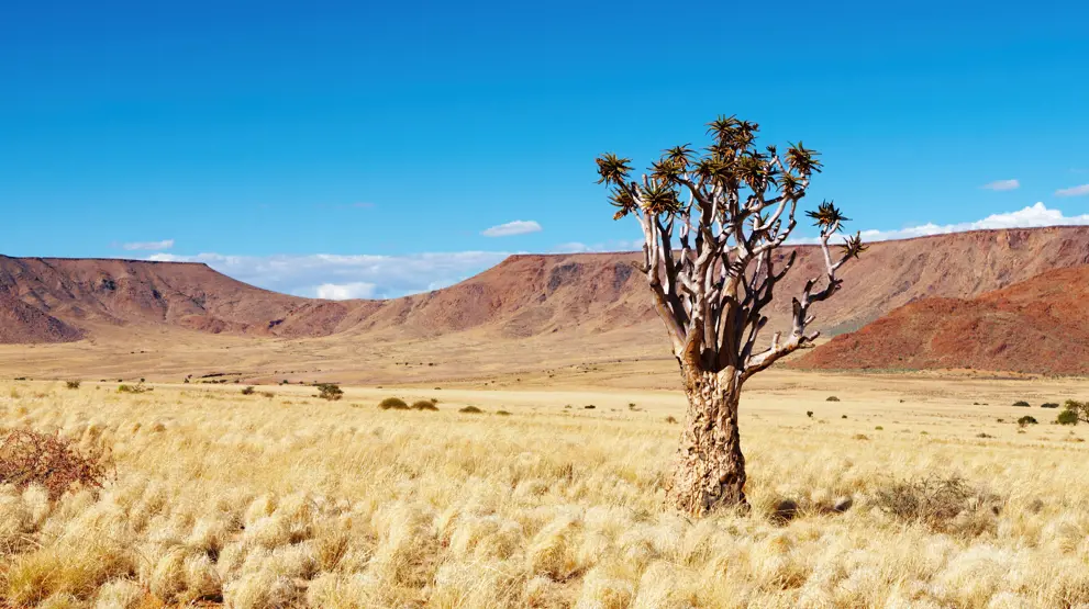 Kalahari-ørkenen breder sig med sine smukke, tørre og afsvedne landskaber.