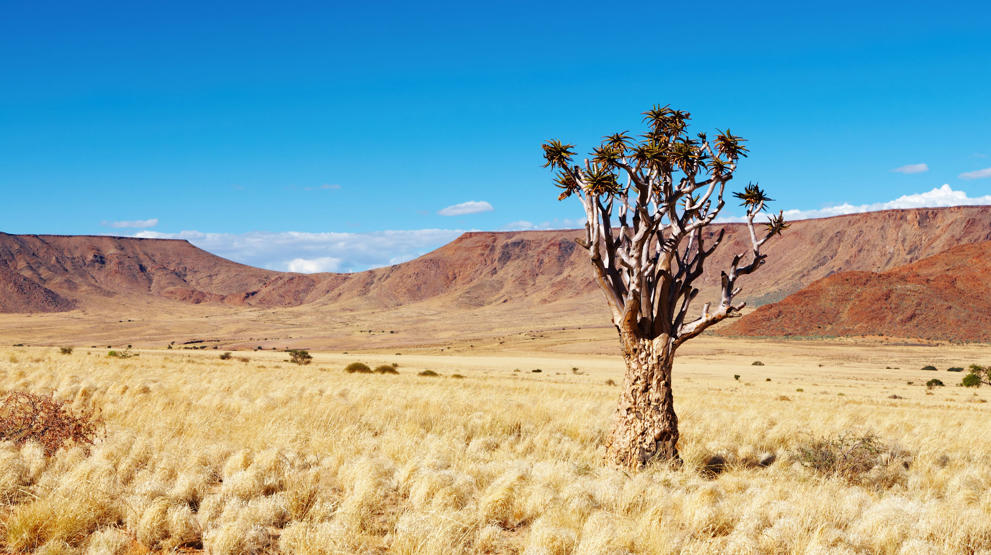 Kalahari-ørkenen