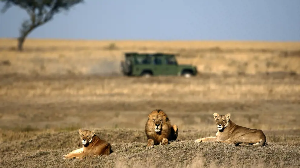 På safari i Tanzania finder du løveflokke i den gyldne savanne.