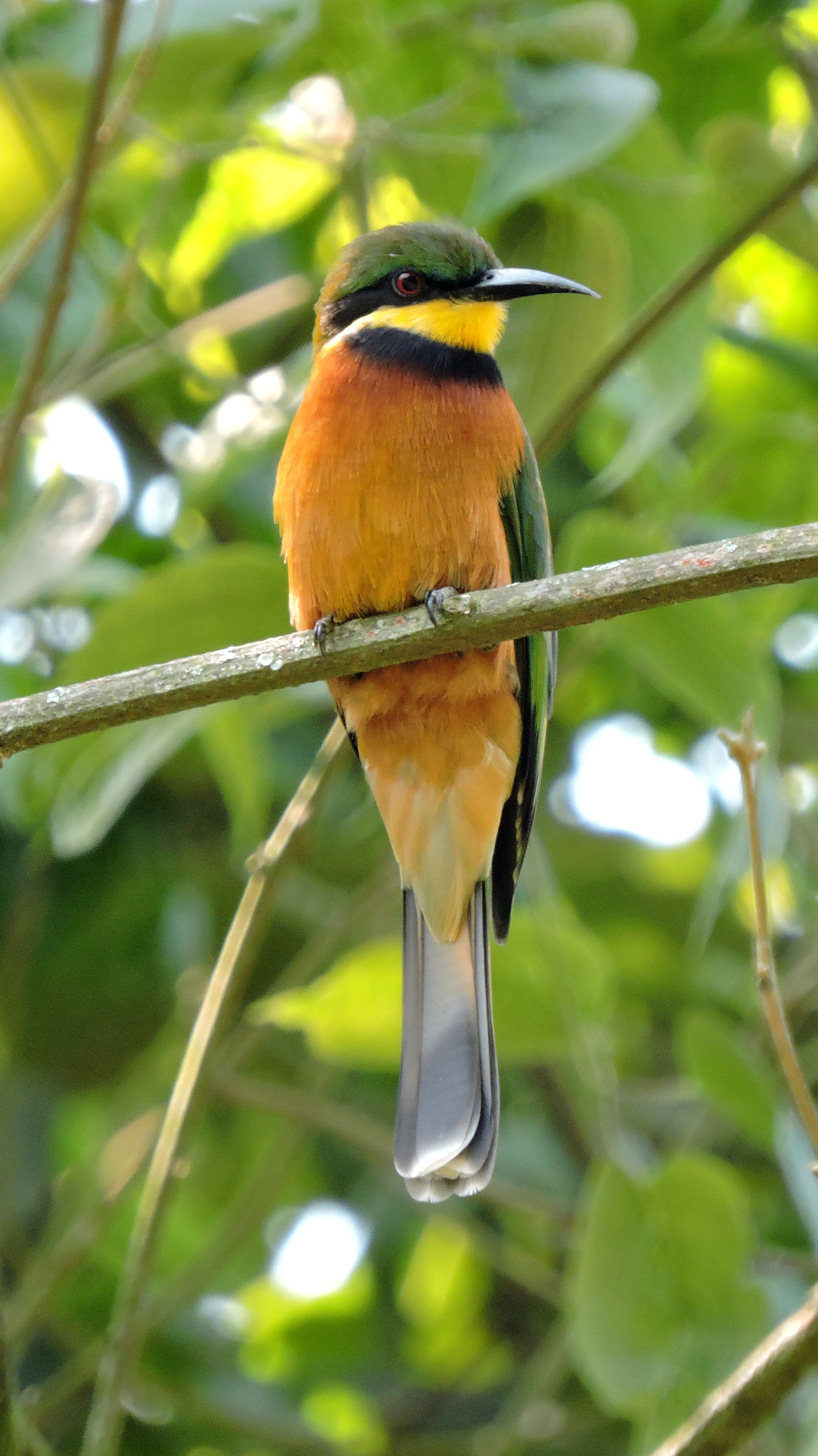 africa-uganda-bee-eater-shutterstock_379883404