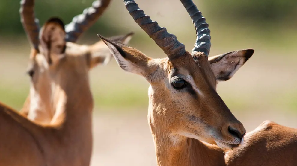 Smukke impalaer i Chobe National Park
