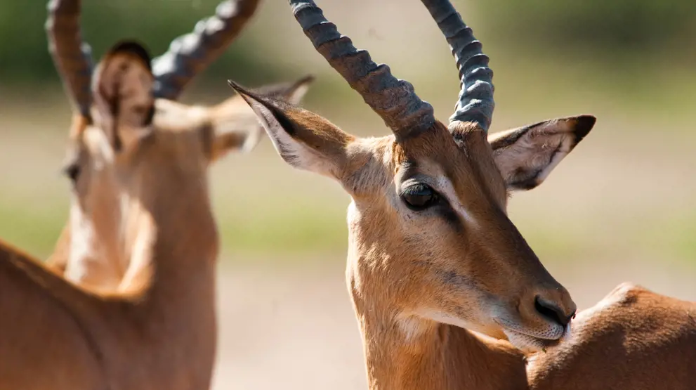 Se de smukke impalaer på din rejse til Botswana.