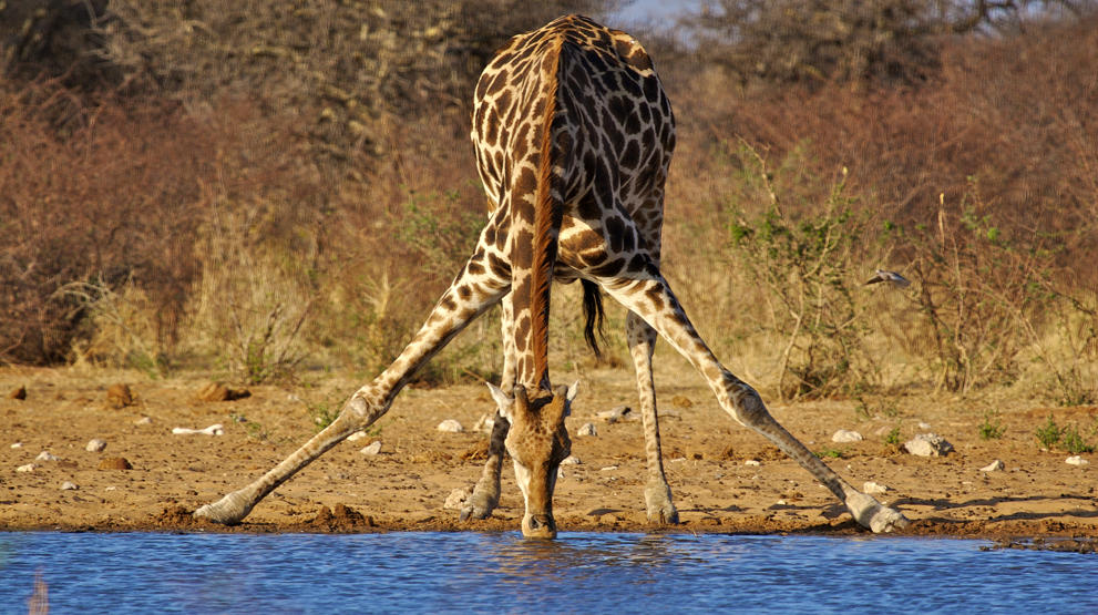 Giraf der drikke vand - Rejser til Namibia