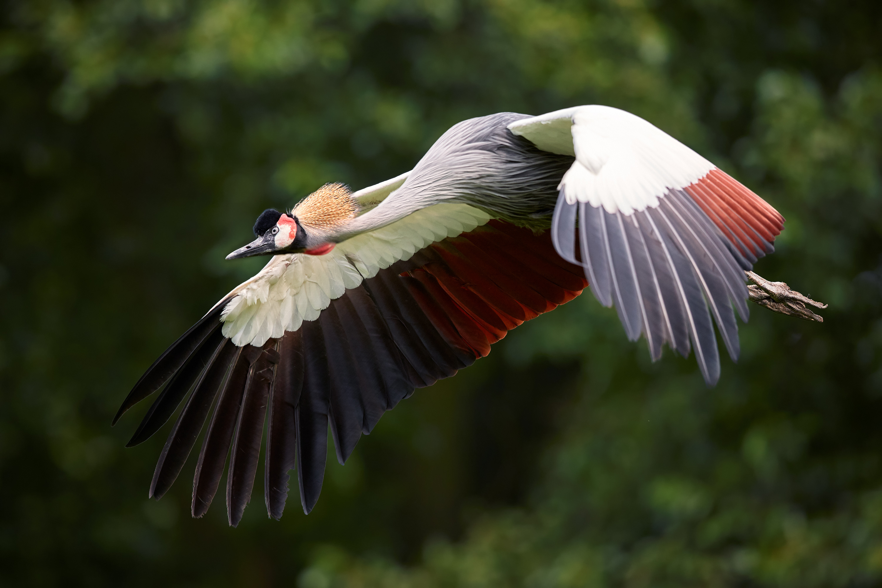 Ugandas nationalfugl, Krontranen.