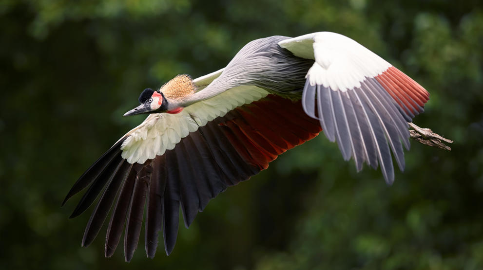 Rejser til Uganda | Ugandas nationalfugl, Krontranen
