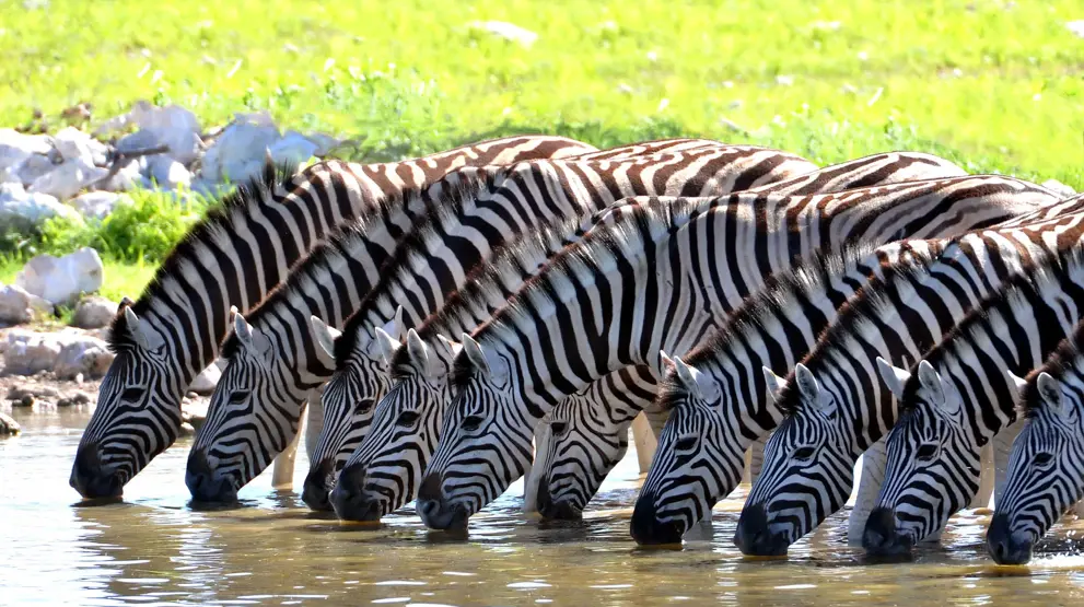 Safari i Tanzania | Drikkende zebraer i Serengeti
