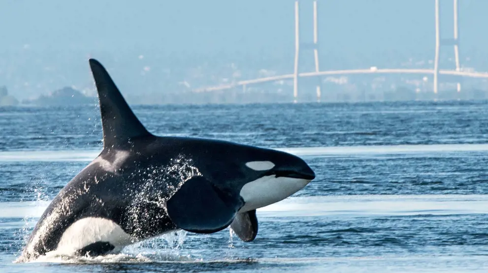 Tag på hvalsafari i Vancouver - måske er du heldig at se en spækhugger