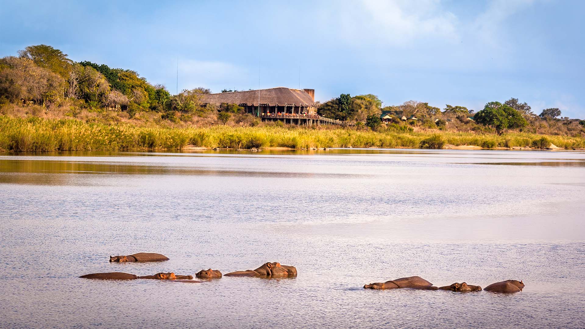 Flodheste i floden ved Lower Sabie Rest Camp