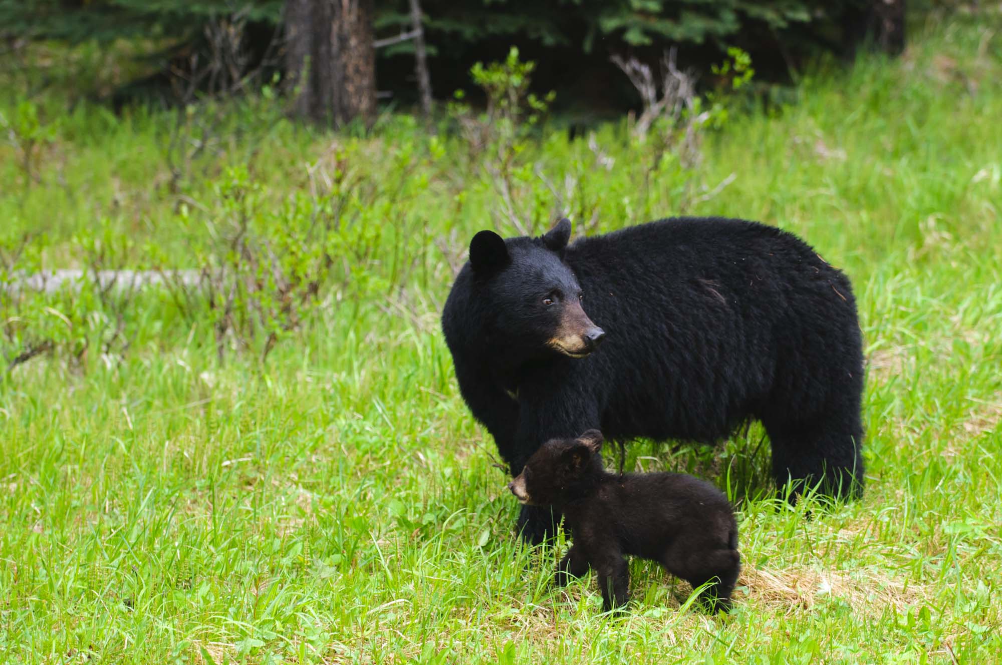 På rejser til Banff National Park kan du være heldig at se den sorte bjørn.