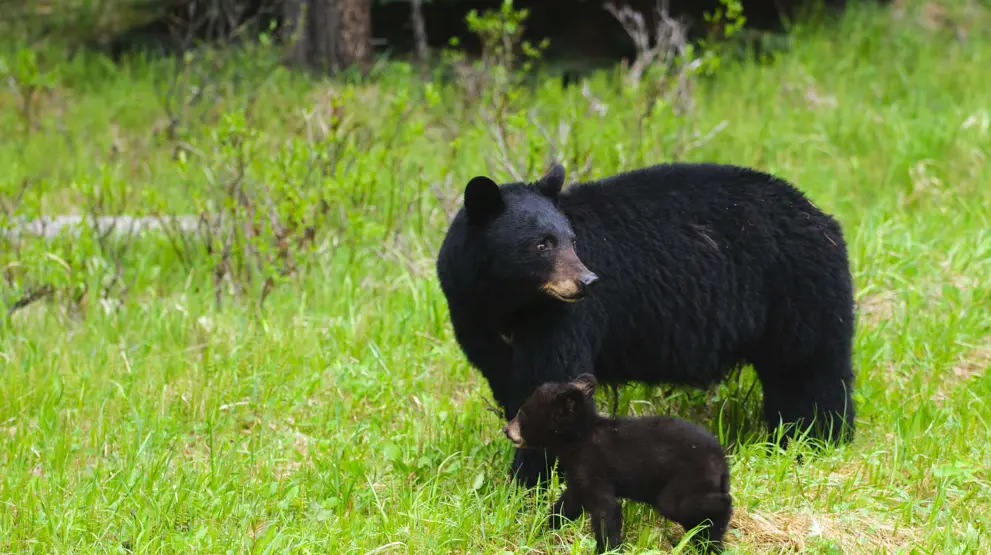 På rejser til Banff National Park kan du være heldig at se den sorte bjørn.