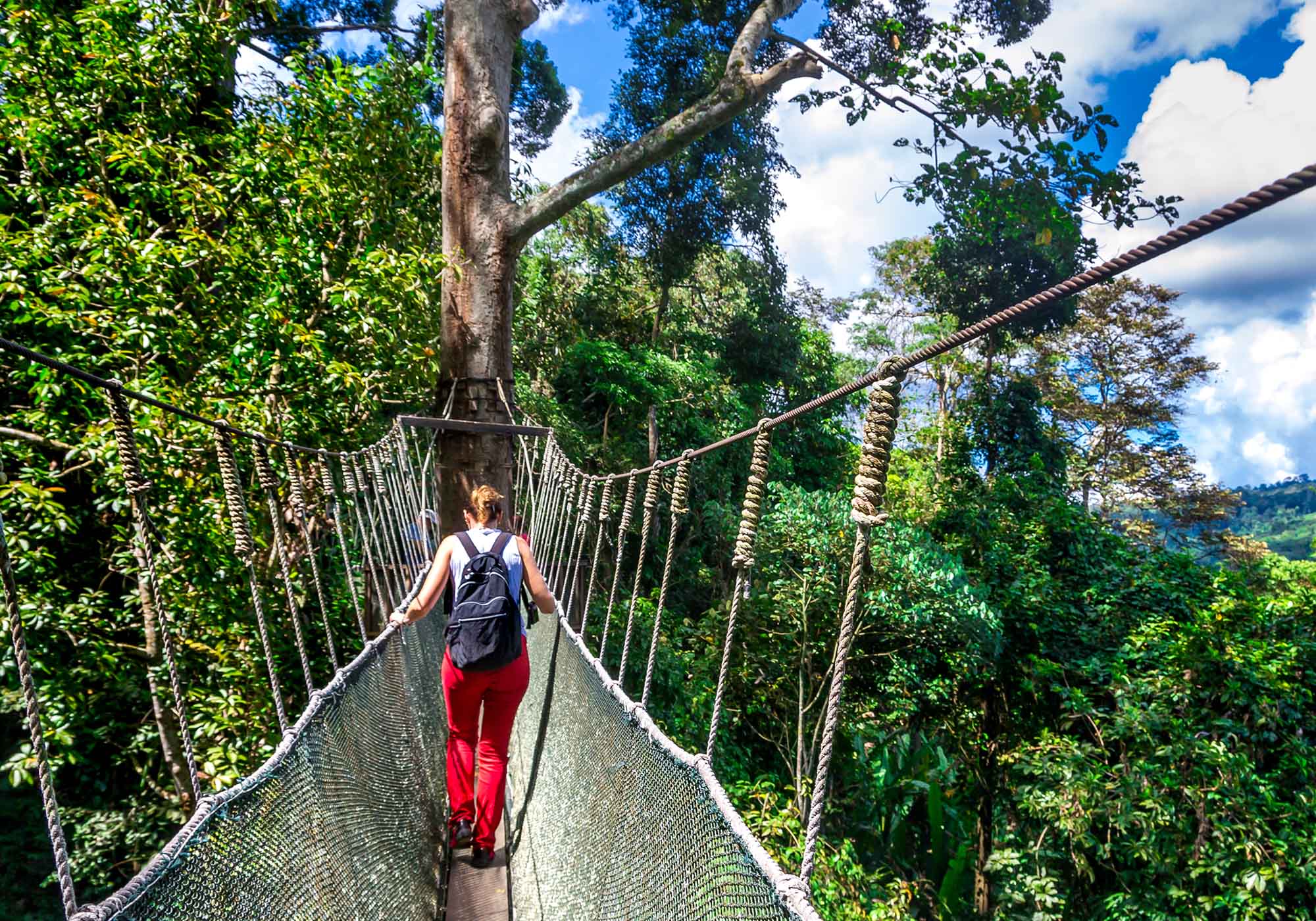 Få en aktiv ferie og oplev regnskoven ovenfra på en walkway canopy tur.