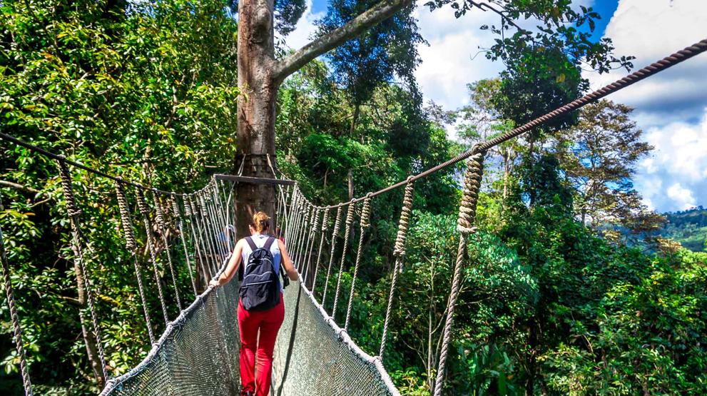 Oplev regnskoven ovenfra på en walkway canopy tour udenfor Kota Kinabalu, Borneo