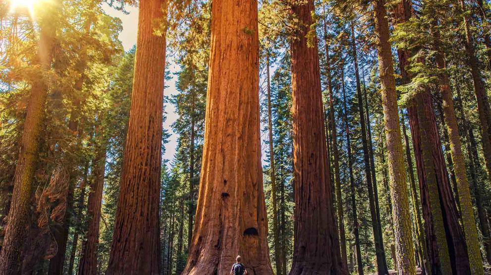 Sequoia National Park er blot en af mange fantastiske parker i USA