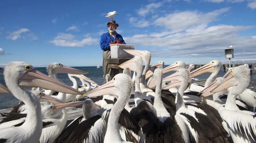 Pelikaner på Kangaroo Island. Foto: South AustraliaTourism, Julie Fletcher