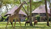 Safarirejser til Kenya, bo på Lake Naivasha Sopa Lodge, lodgeområde med dyr