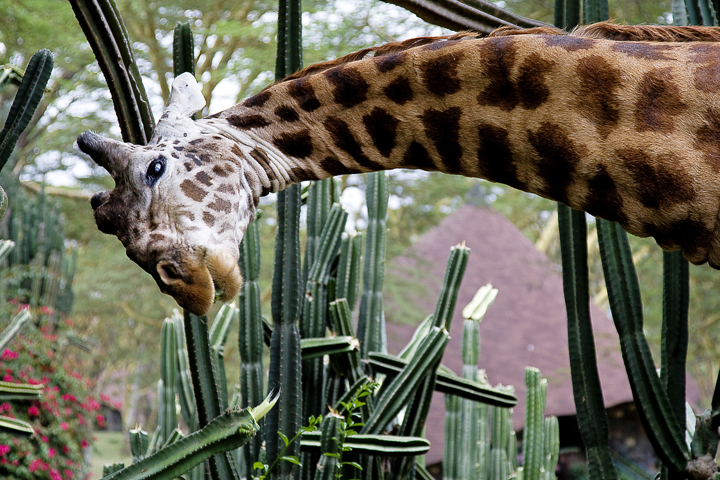 Safarirejser til Kenya, bo på Lake Naivasha Sopa Lodge, lodgeområde med dyr
