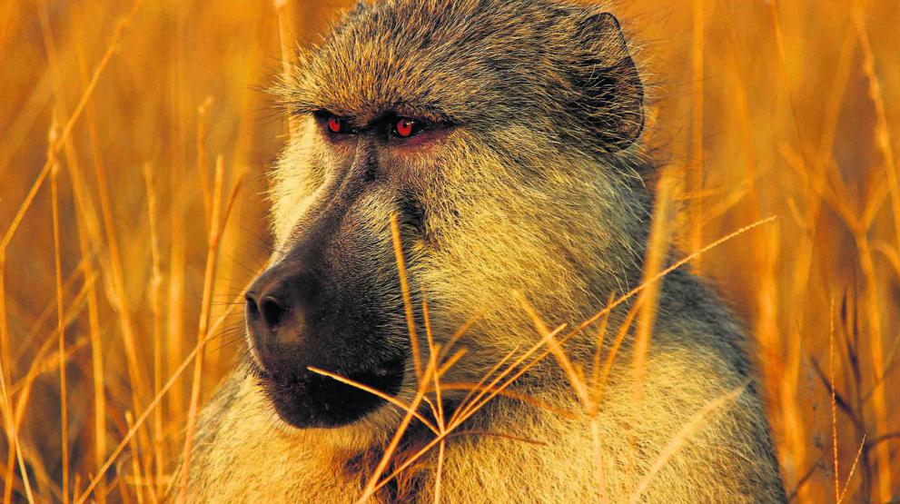 Det er muligt at opleve bavianer i Tsavo National Park på rejser til Kenya