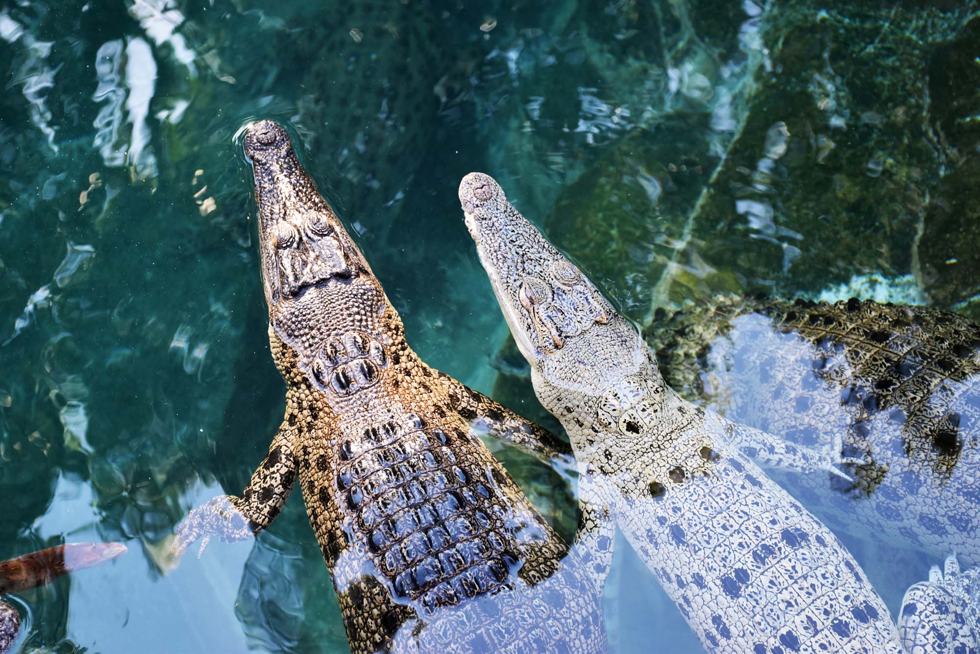 Se krokodiller i Crocosaurus Cove, Darwin på din Northern Territory-rejse.
