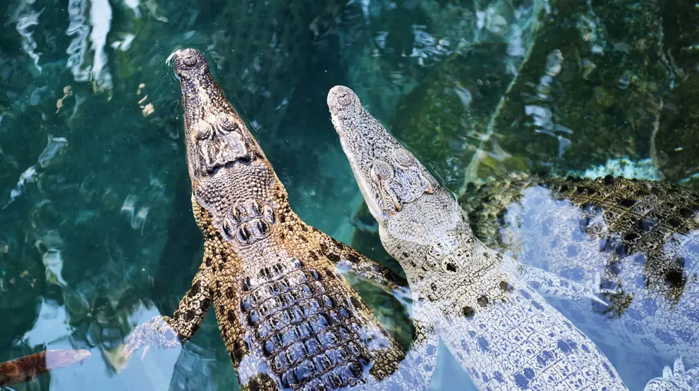 Se krokodiller i Crocosaurus Cove, Darwin på din Northern Territory-rejse.