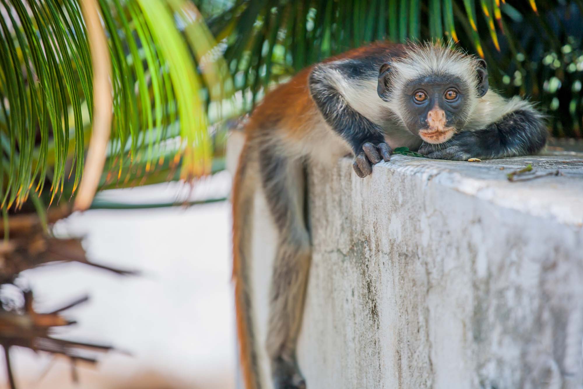 I Jozani Forest finder du den sjældne Colobus-abe.