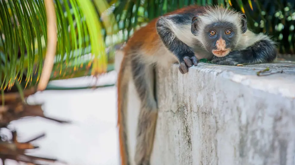 I Jozani Forest finder du den sjældne Colobus-abe.