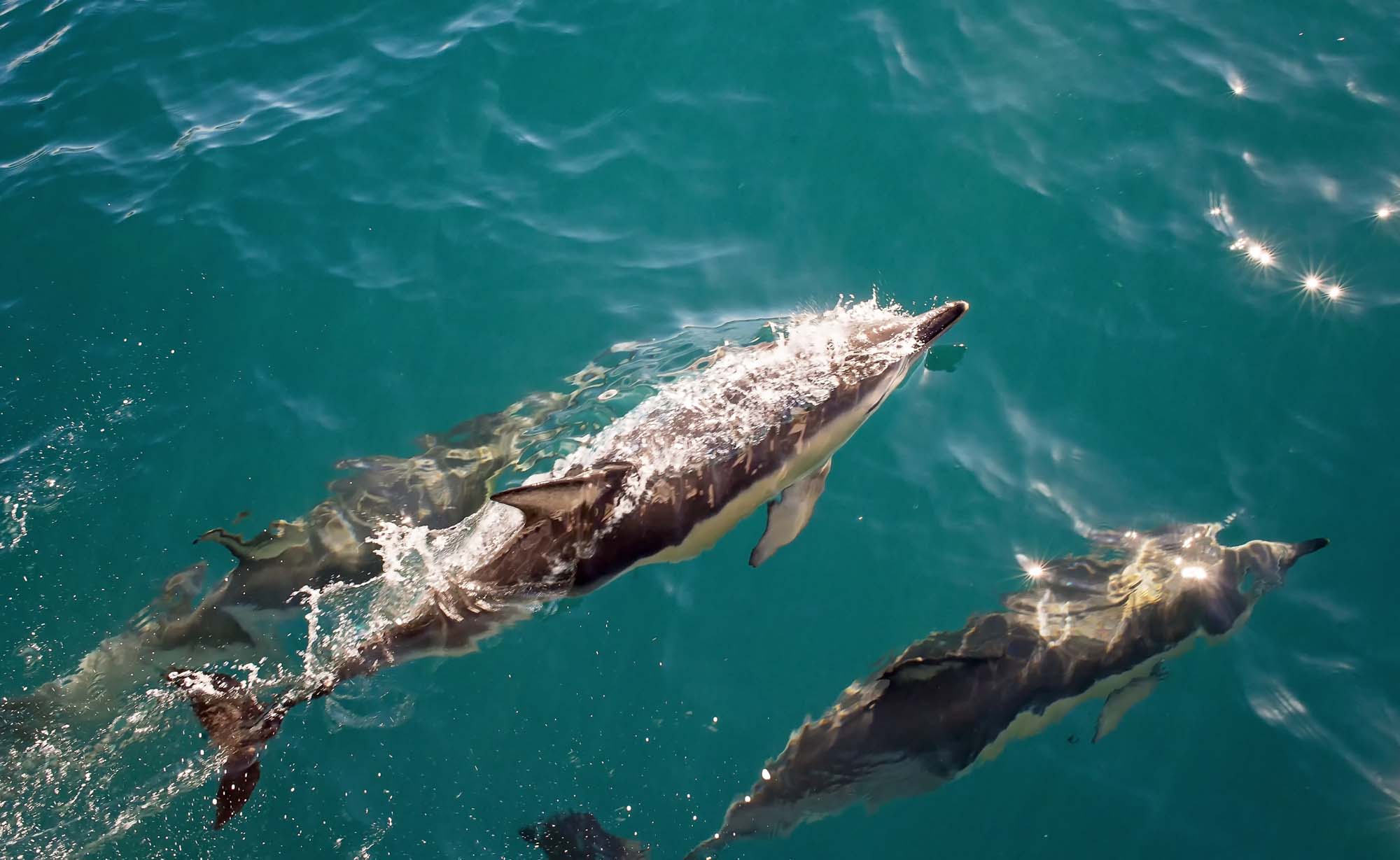 new-zealand-wellington-dolphins-iStock-485427477