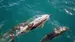 new-zealand-wellington-dolphins-iStock-485427477