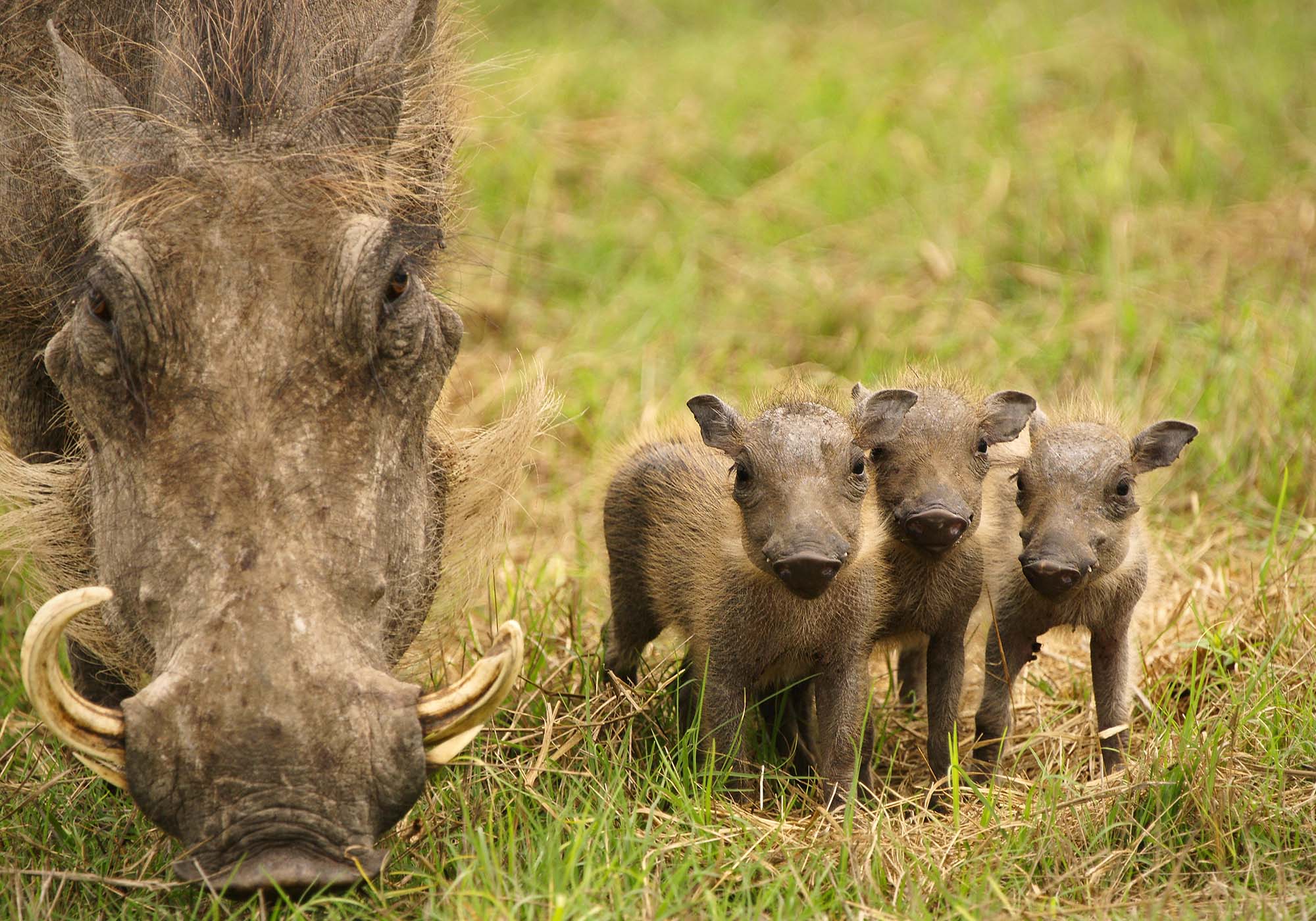 Se vortesvin med unger i en af de mange nationalparker.