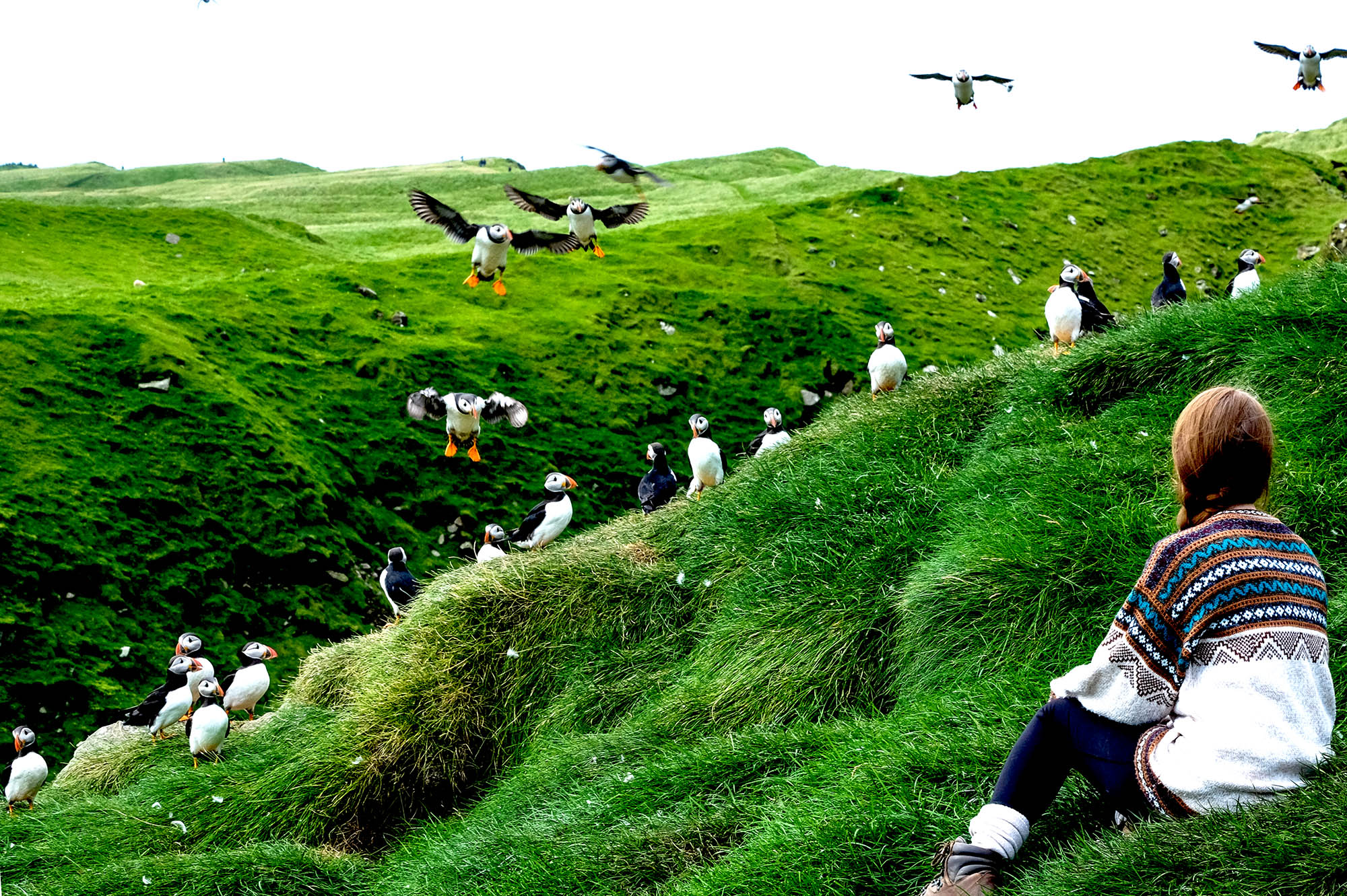 Oplev fascinerende dyreliv på din rejse til Færøerne, bl.a. med de berømte søpapegøjer