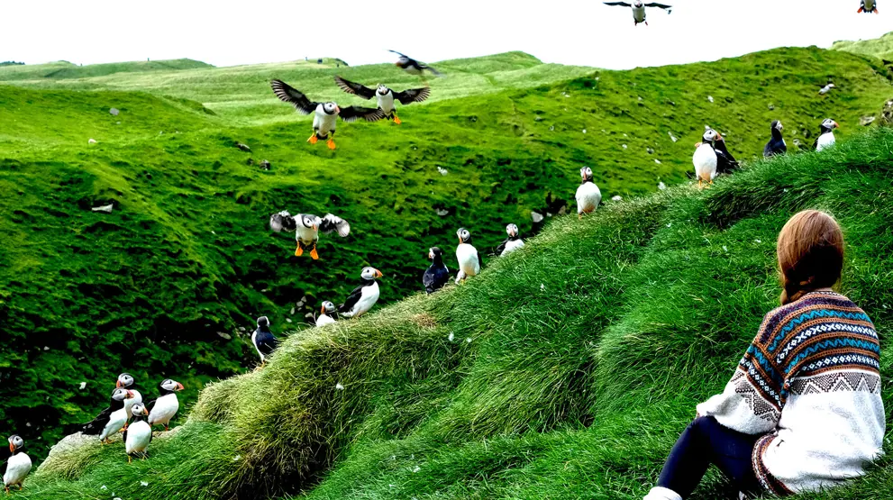 Oplev fascinerende dyreliv på din rejse til Færøerne, bl.a. med de berømte søpapegøjer