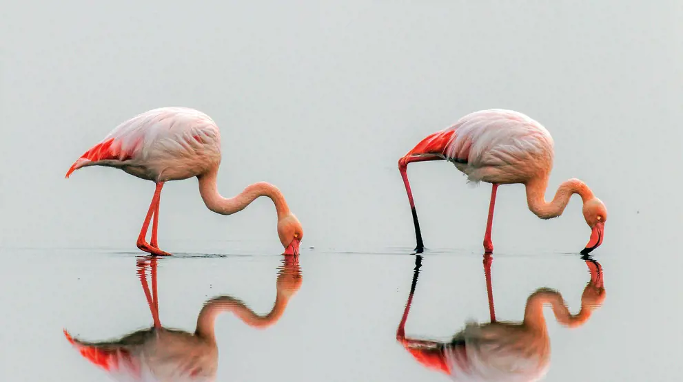I Walvis Bay kan du se fredfyldte flamingoer og nyde kysten på et krydstogt i Namibia