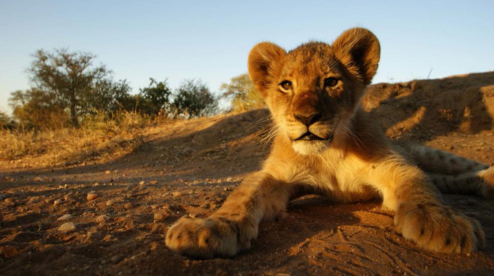 Mød de søde dyrebørn på rejsen til Sydafrika