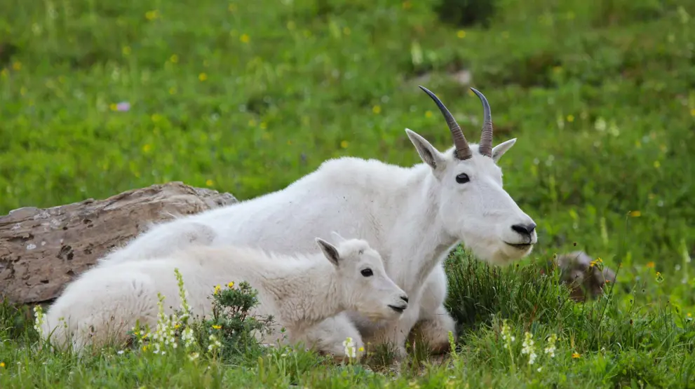 Mountain Goats i Glacier National Park, Montana