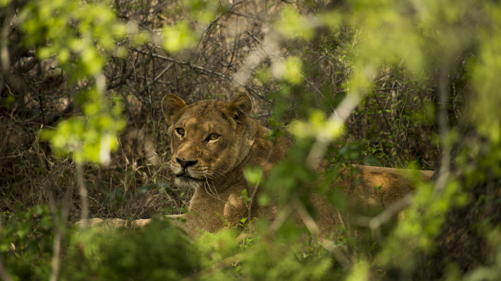 Oplev dyrelivet i Kruger National Park i Sydafrika. Foto: Nomad Adventure Tours