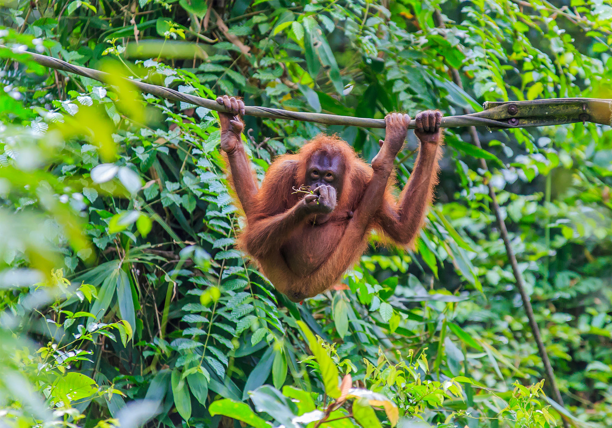 Oplev de sjældne orangutaner, som lever på den indonesiske ø Sumatra