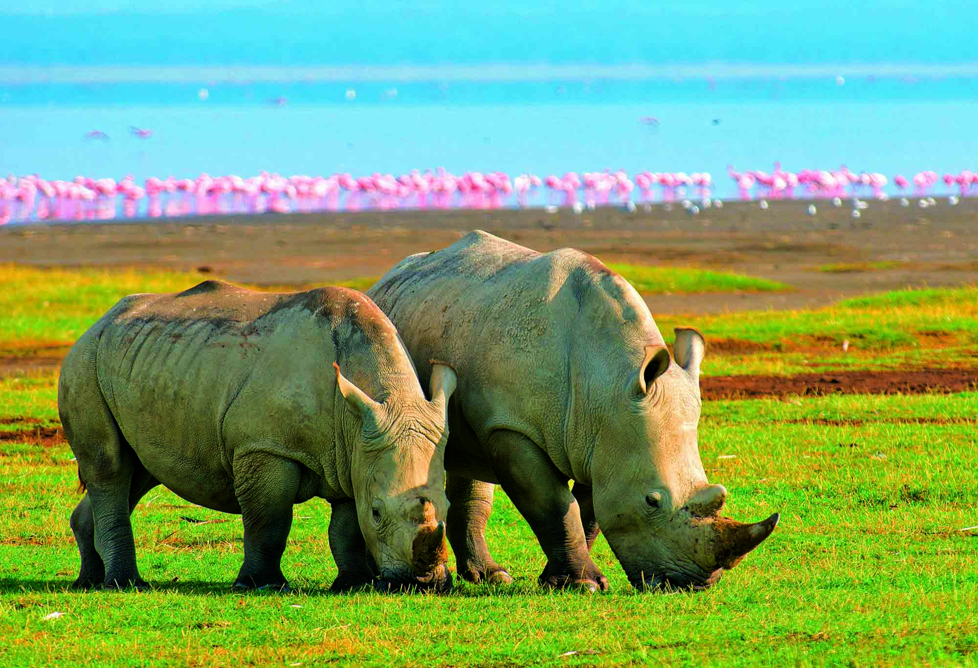 Rejser til Lake Nakuru