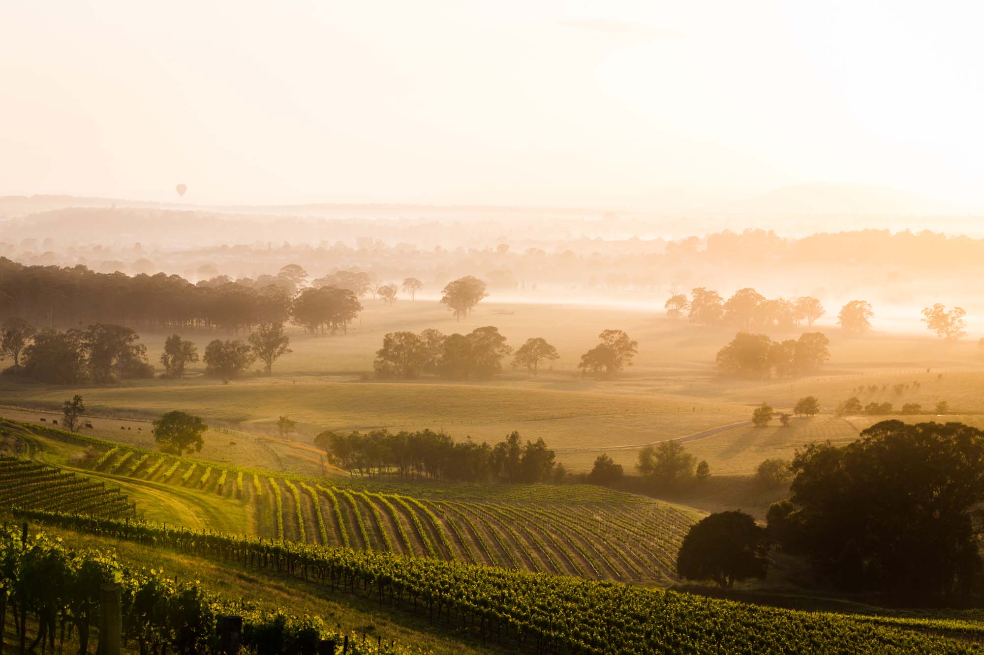 australia-hunter-valley-sunrise-shutterstock_565679974
