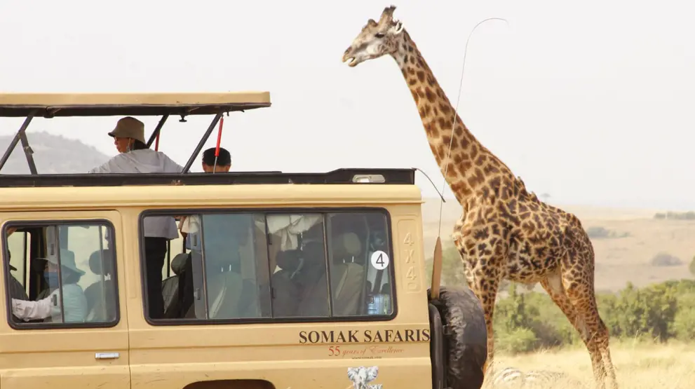 Oplev Kenyas rige dyreliv på en game drive