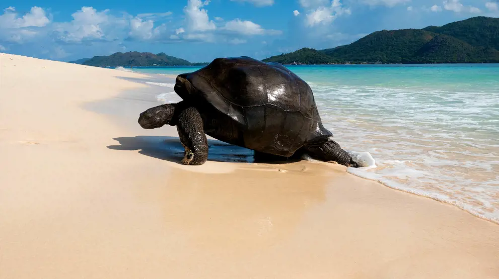 Vildt dyreliv på øerne i Det Indiske Ocean