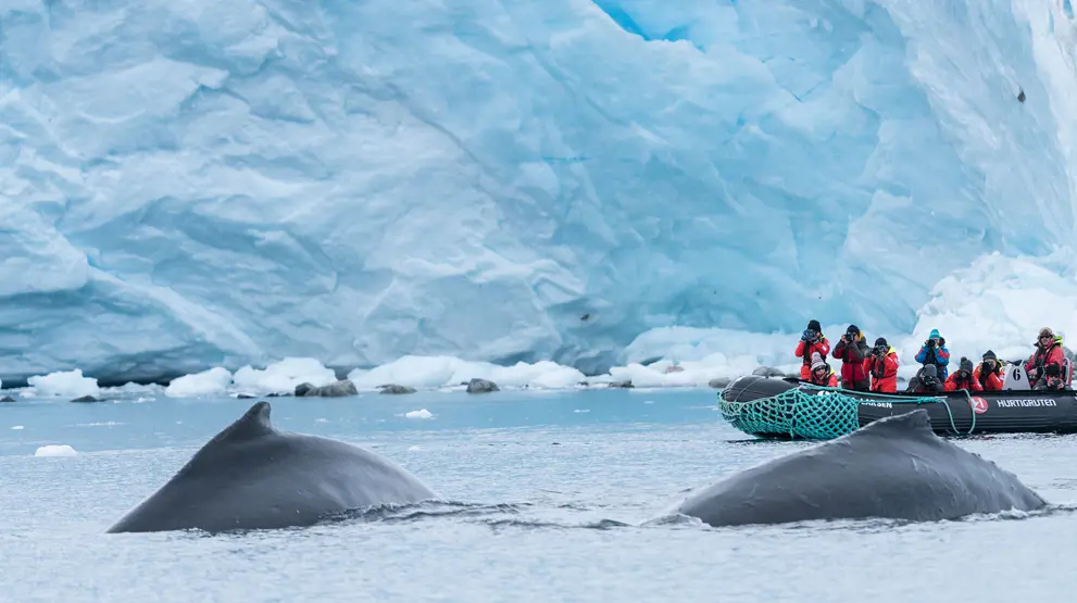 Oplev det fantastiske dyreliv omkring dig på et ekspeditionskrydstogt