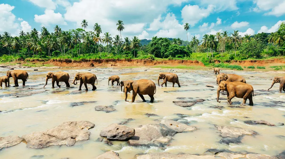 Der er god mulighed for at se vilde elefanter på rejser til Sri Lanka