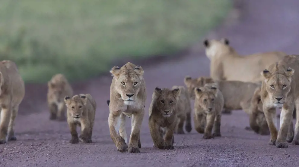 Løver i Ngorongoro